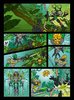 Notice / Instructions de Montage - LEGO - BIONICLE - 71305 - Lewa - Unificateur de la Jungle: Page 2