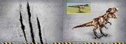 Notice / Instructions de Montage - LEGO - 75936 - Jurassic Park: T. rex Rampage: Page 5